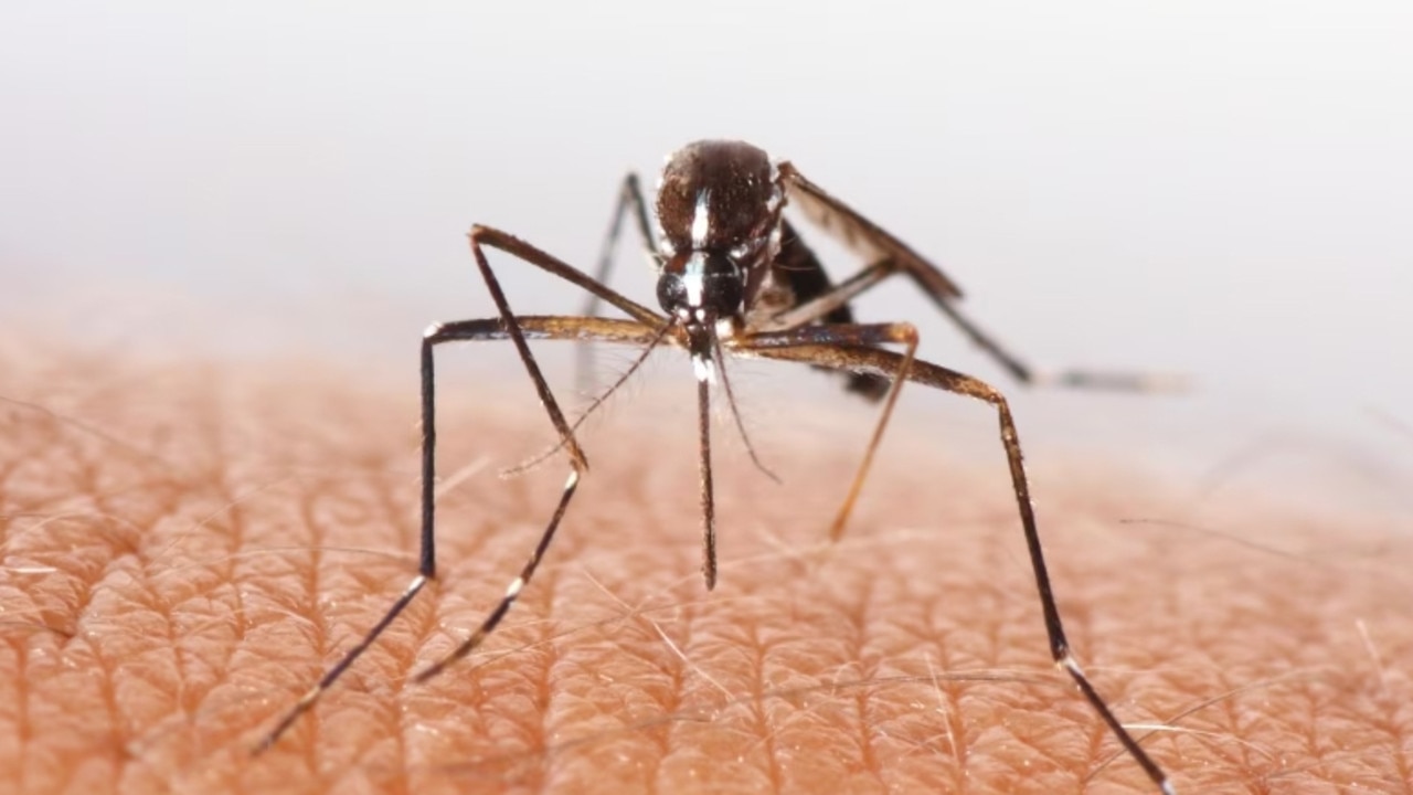 Aussie state hits 71 malaria cases