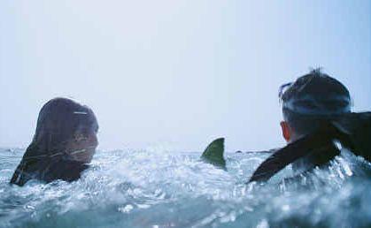 In The Reef, a shark thriller filmed in Hervey Bay, friends whose boat flips on the Great Barrier Reef swim for a nearby island but find they are being stalked by a huge shark.