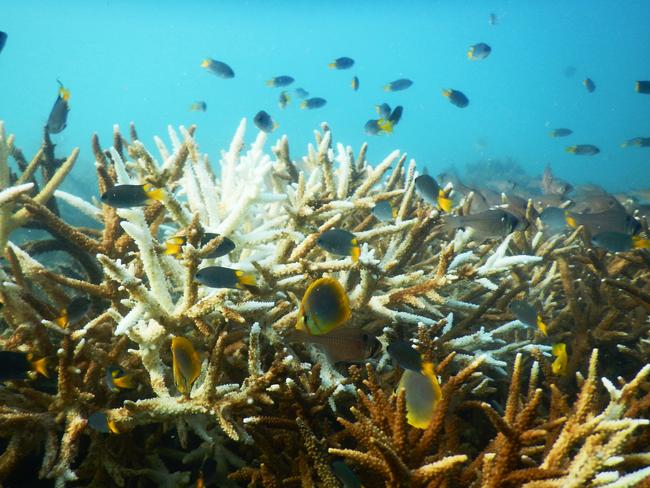 Photos show life returning to bleached corals off Magnetic Island.