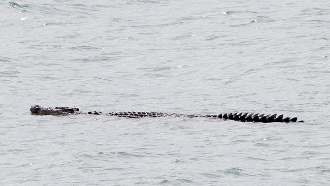 Dolphin Heads resident Louise Smith said she spotted a three-metre crocodile swimming towards Eimeo Beach at noon on Friday May 22.