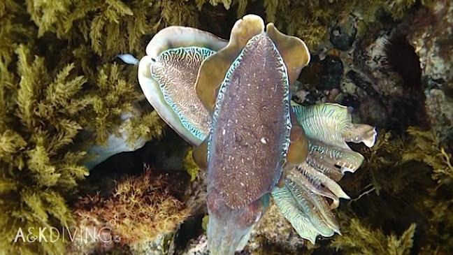 Scuba diving with cute cuttlefish