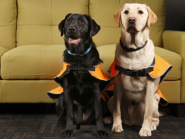 Dora and Digby are the first Tasmanian born guide dog puppies and have been in training for a while now the are 18 months old.  Picture: Nikki Davis-Jones