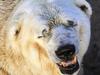 In this March 20, 2014 photo released by Greenpeace, Arturo, a 28-year-old polar bear, stands inside his cage at the zoo in Mendoza, Argentina. Despite a petition by hundreds of thousands of people asking for Arturo's relocation to a zoo in Winnipeg that has accepted the polar bear's transfer, the Mendoza Zoo Director said Tuesday, July 22, 2014, that Arturo, will remain in Argentina. The country's last remaining polar bear in captivity, only suffers the typical ailments of old age said the director and asks Arturo supporters to “stop bothering the bear,” saying it would be risky to move him due to his advanced age. (AP Photo/Greenpeace, Delfo Rodriguez)