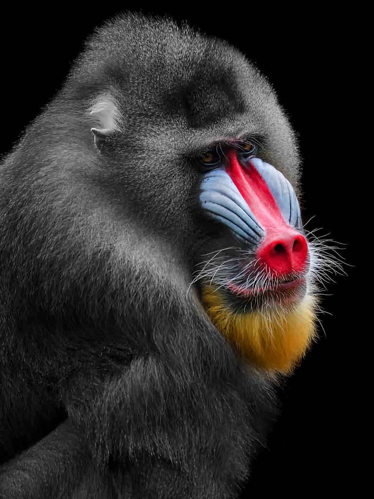 ‘The Leader’ ... The leader of a group of mandrill monkeys. Mandrills are the world’s biggest monkey species. This photo is taken at a zoo located at West Java, Indonesia. Picture: Shirly Pricillia, Indonesia, Open, Wildlife, 2018 Sony World Photography Awards