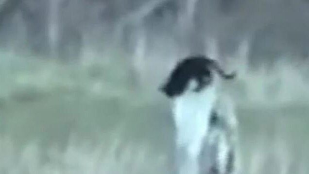 A resident in North Queensland claimed to have captured footage of an elusive big cat roaming in the South Mossman area on December 11, 2022.