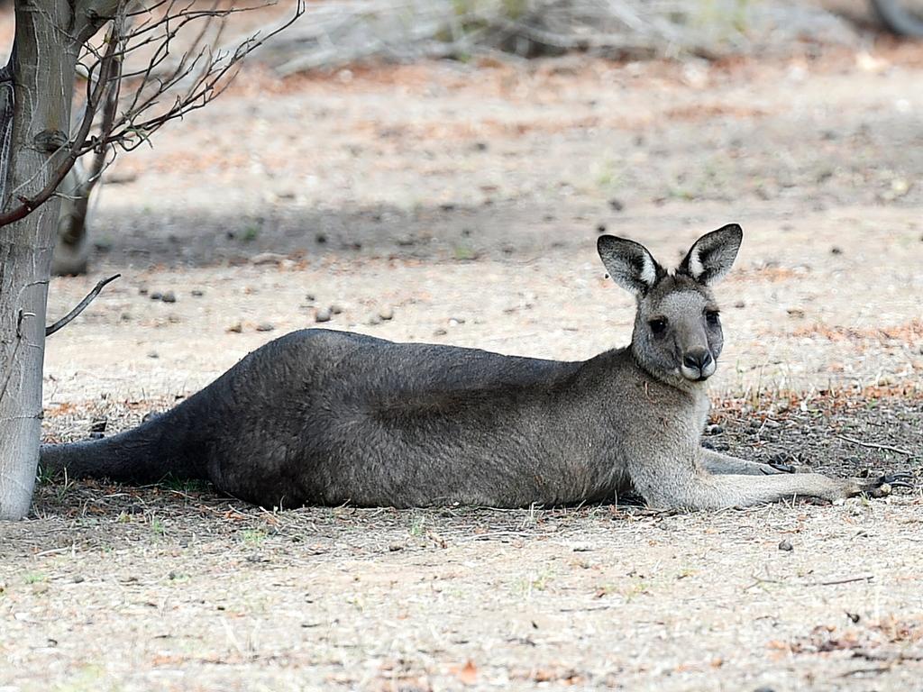 Taking it easy! A kangaroo watches as visitors Janine Duffy’s from Echidna Walkabout stroll by. Picture: Nigel Hallett