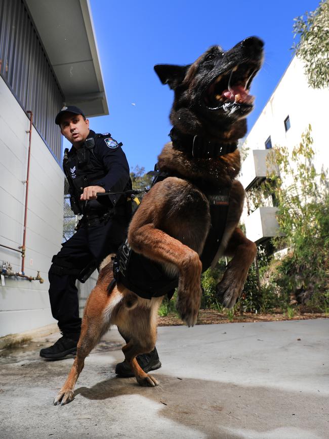 Queensland Police Dog Robbie and Snr Constable Sligsby. Photo: Scott Powick NEWSCORP