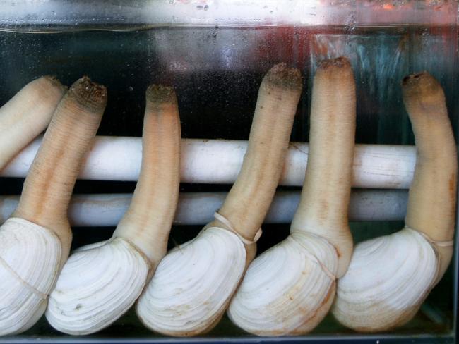 The geoduck ("gooey duck")Panopea generosa, is a species of saltwater clam in the family Hiatellidae.