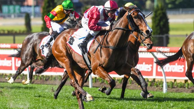 Comeback galloper Showmanship will be much fitter for his first-up run in the Listed Wangoom Handicap at Warrnambool. Picture: Racing Photos via Getty Images.