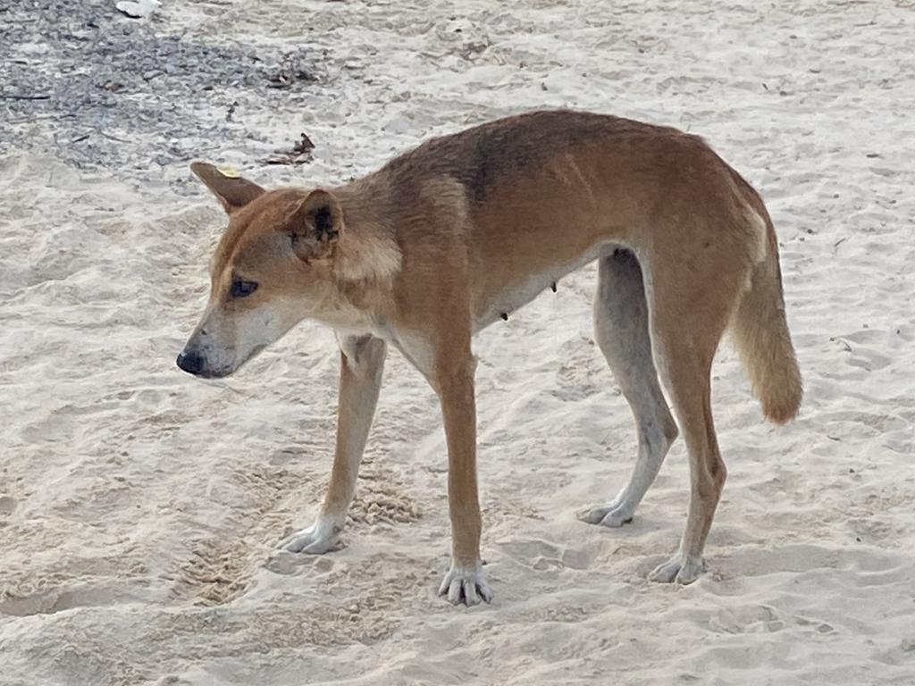 A repeat offender has been slapped with another fine after feeding a dingo (wongari) on K’gari.