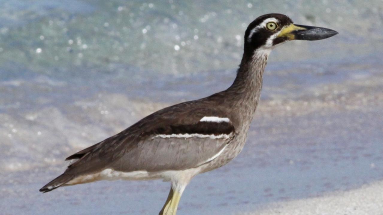 Hundreds of sandstone blocks to protect critically endangered birds