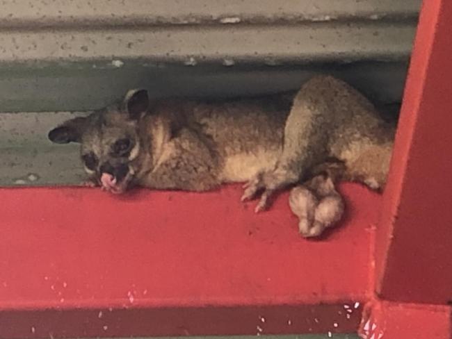 A well-endowed possum has found a new home up in some beams in a Ludmilla home. Picture: Tracey O'Driscoll