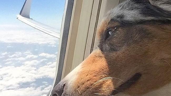 can dogs fly on planes in australia