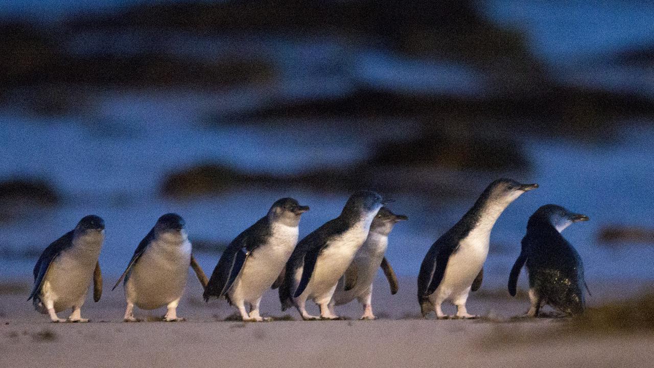 Little penguins on the beach at Phillip Island, Victoria. Photo: Chris Scott