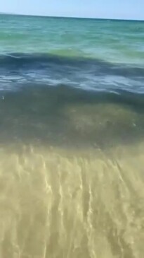 Sharks feed on bait fish at Noosa Main Beach