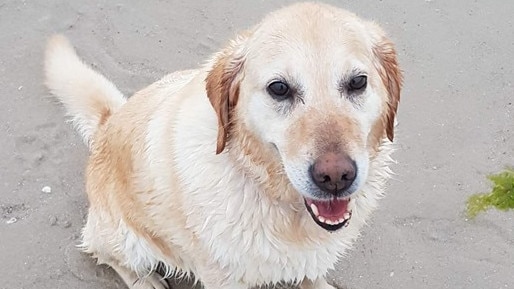 Lilah the labrador died after she was bitten by a snake in Doncaster.