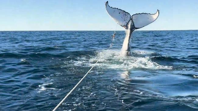 Sea World whale rescuers frequently free whales badly entangled in commercial fishing gear off the Gold Coast. Photo: Supplied