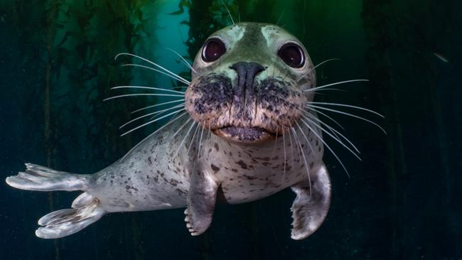 A friendly harbour seal at the Channel Islands, California.  Pic by marine scientist and underwater photographer Joanna Smart. For TasWeekend.