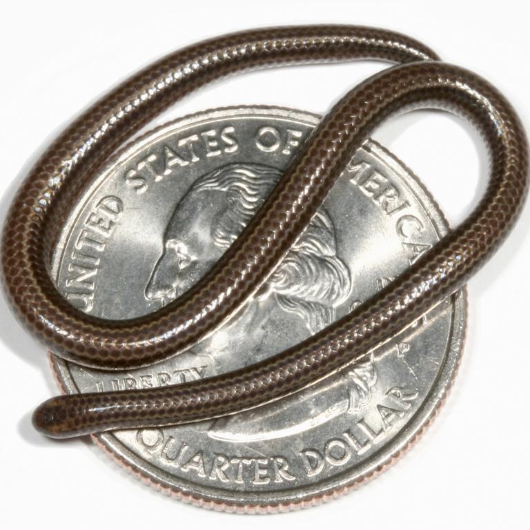 11/06/2006 WIRE: This undated photo provided by Penn State University Biology Prof. Blair Hedges shows a threadsnake, the smallest snake species currently known to exist, curled up on a quarter. The tiny snake, found in Barbados, is approximately 1000 mm long, lays one single long egg, and is the shortest of 3,000 species of snakes. Scientists now think there may be 8.8 million species on Earth, but nearly 7 million of them haven�t been discovered yet because they�re too small and hard to find. This threadsnake found as a new species in 2008 by Penn State University professor Blair Hedges in Barbados. It�s the shortest snake in the world, measuring only four inches long. (AP Photo/Penn State University, Blair Hedge)