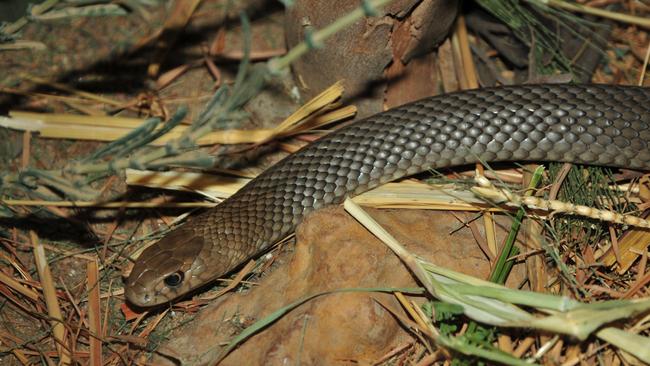 There have been more snake sightings as the weather has warmed up. Picture: Australian Reptile Park