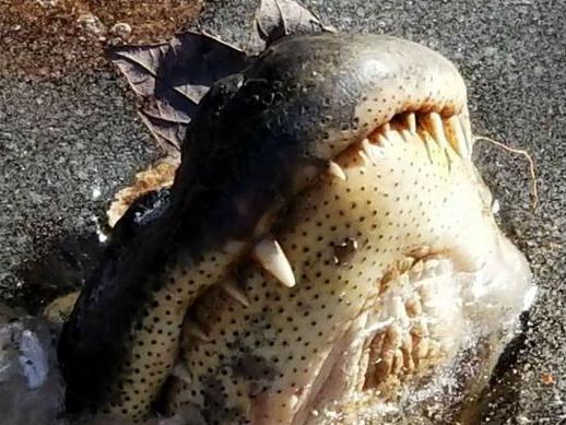 Alligator survicing in the ice. Source Facebook/Shallotte River Swamp Park