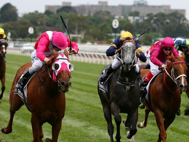 The Quarterback takes out the Newmarket Handicap at Flemington in March. Picture: George Salpigtidis