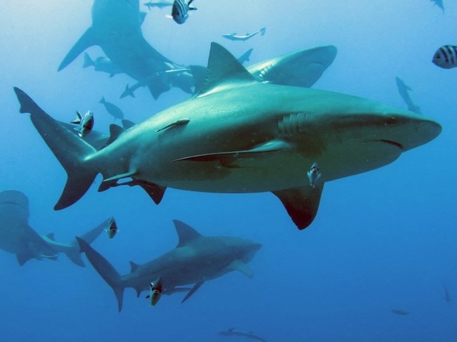 This handout image released by Simon Fraser University/James Cook University on January 16, 2023, shows bull sharks in the waters off Fiji. - Nearly two thirds of the sharks and rays that live among the world's corals are threatened with extinction, according to new research published on January 16, 2023, in the journal Nature Communications. Coral reefs, which harbour at least a quarter of all marine animals and plants, are gravely menaced by an array of human threats, including overfishing, pollution and climate change. Shark and ray species -- from apex predators to filter feeders -- play an important role in these delicate ecosystems that "cannot be filled by other species", said Samantha Sherman, of Simon Fraser University in Canada and the wildlife group TRAFFIC International. (Photo by COLIN SIMPENDORFER / SIMON FRASER UNIVERSITY/JAMES COOK UNIVERSITY / AFP) / RESTRICTED TO EDITORIAL USE - MANDATORY CREDIT "AFP PHOTO/COLIN SIMPFENDORFER/SIMON FRASER UNIVERSUTY/JAMES COOK UNIVERSITY" - NO MARKETING - NO ADVERTISING CAMPAIGNS - DISTRIBUTED AS A SERVICE TO CLIENTS