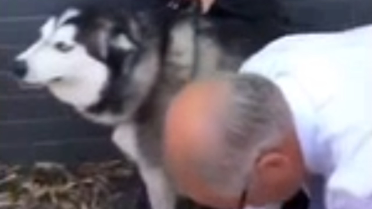 Scott Morrison Makes Friends With Dogs in Adelaide