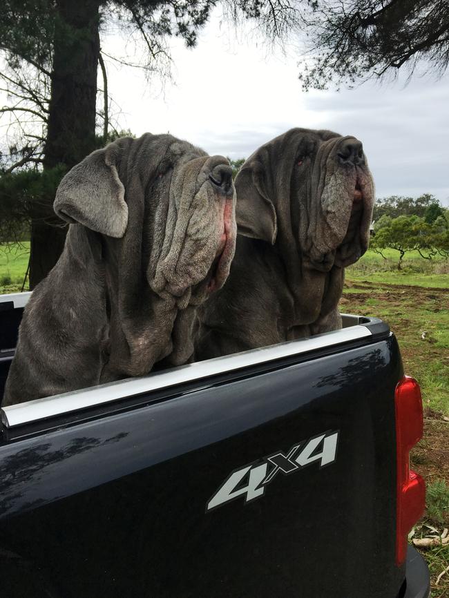 Watchful eyes: Stella and Emperor supervise the daily farm duties from the back of the ute. Picture: Kylie Watford