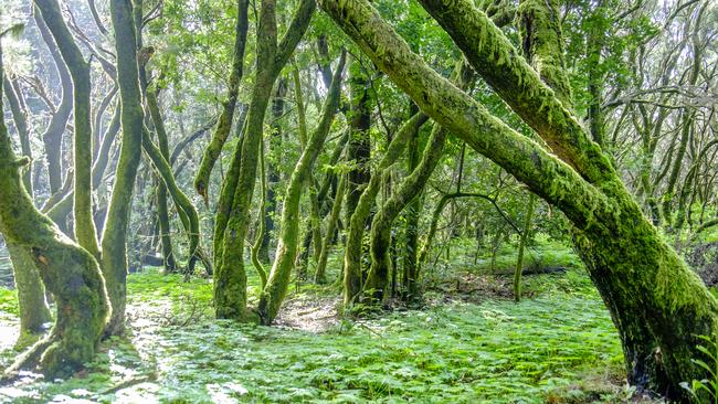 The Laurel forest in the Garajonay National Park.