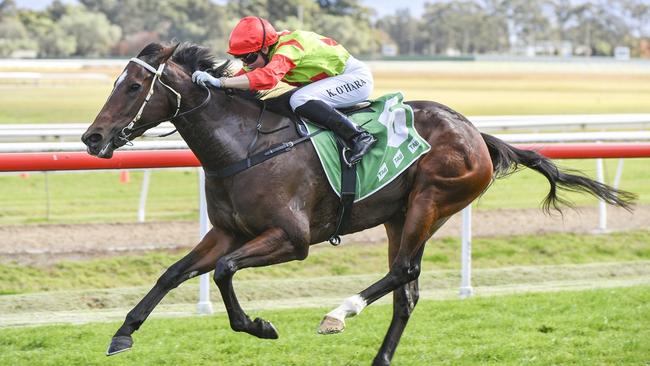 Lady Gold can bounce back from her latest run with a bold showing on her home track of Hawkesbury. Picture: Bradley Photos