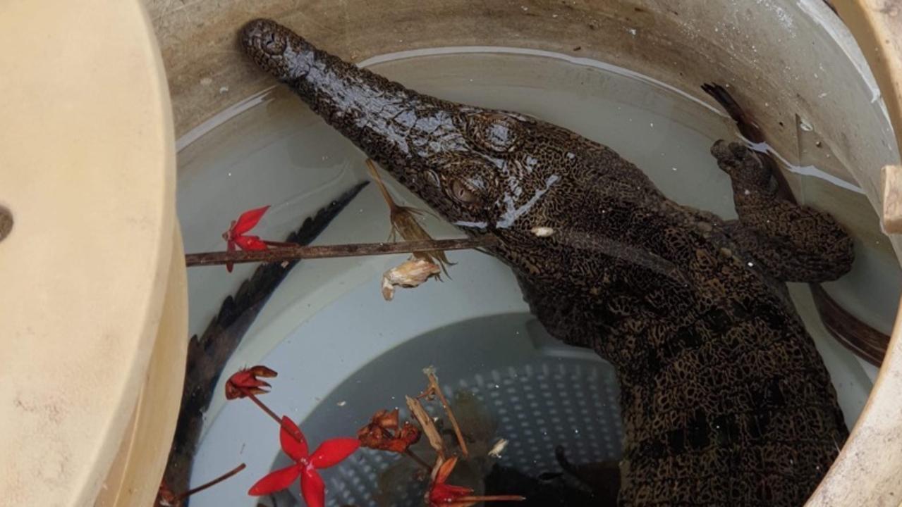 A freshwater croc was pulled from a pool in Rosebery. Picture: Calipso Pools