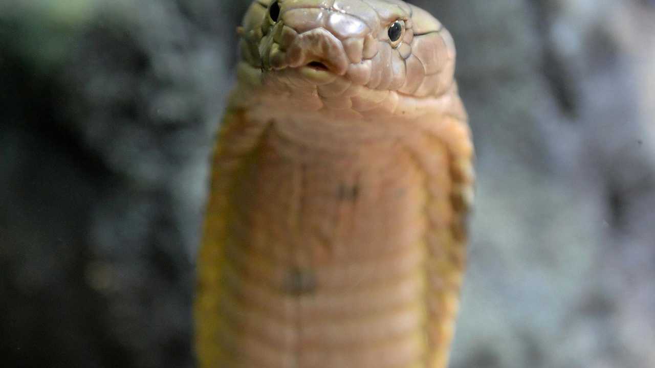 HAUNTING: The king cobra. Picture: Ben Beaden / Australia Zoo