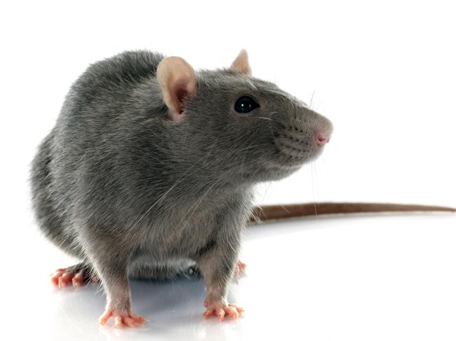 Leptospirosis bacteria is shed in the urine of rats.