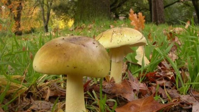 The death cap mushroom. Source: Royal Botanic gardens Victoria