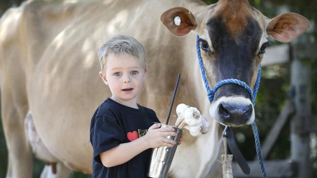 Meeniyan Garlic Festival: Gippsland Jersey creates garlic milkshake ...