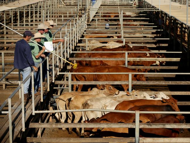 ALL-TIME HIGH: cattle price smashes saleyards record