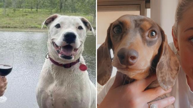 Mid-North Coast readers were torn between two dogs: Luna the smiling pound puppy and Willow the Mini Dachshund from Taree. Picture: Supplied.