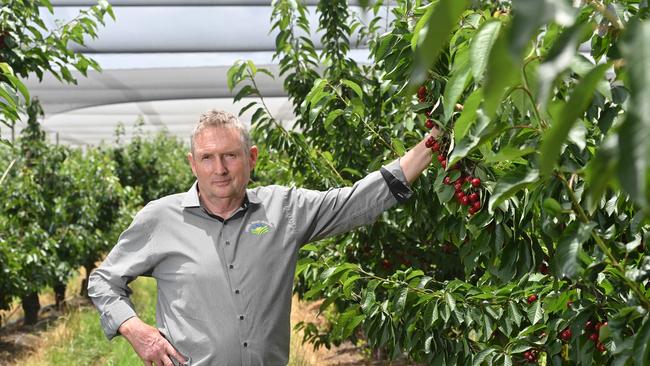 Torrens Valley Orchards owner, Tony Hannaford says fruit bats have destroyed 10 per cent of his cherry crop. Picture: Keryn Stevens