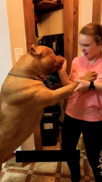 UK to ban large dog breed