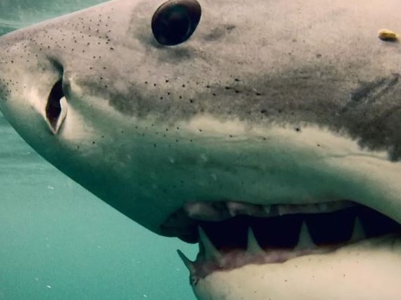 $13m great white shark company collapses