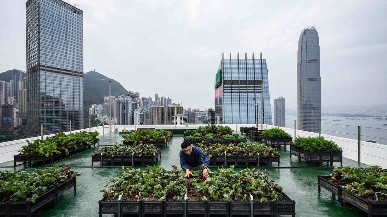 A rooftop farm at the top of the Bank of America tower in Hong Kong. Picture: Anthony Wallace