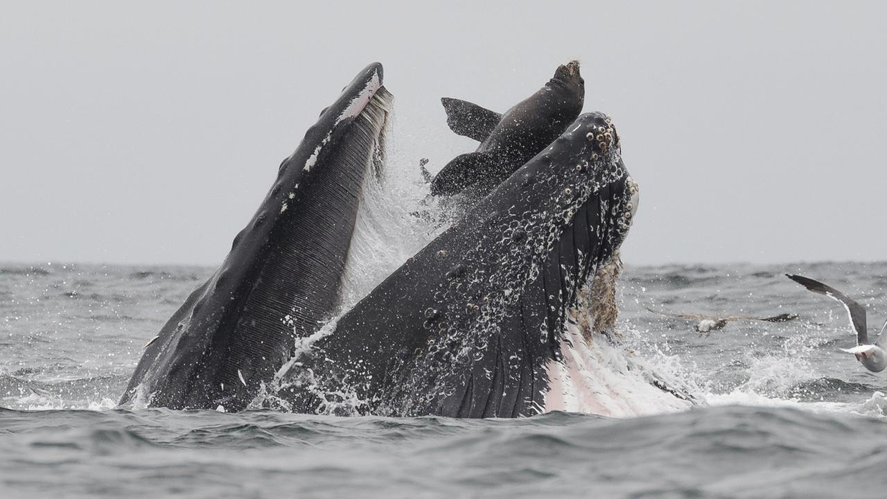 The whale was feeding when it encountered the seal. Picture: Chase Dekker Photography