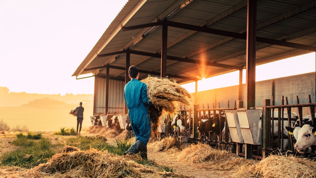 'Feeling the pinch': NSW farmers look to gap students to fill skilled labour shortages