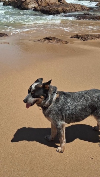 Beloved Fleurieu pet killed in 'awful' incident