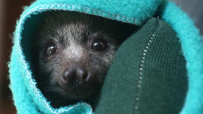 Pippin the baby flying fox was saved just in time from high power lines after his mother was electrocuted and died. Picture: Ian Svegovic