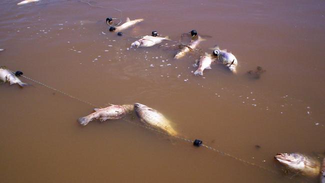 An example of an illegal gill net. (AAP Image/Kym Agius)