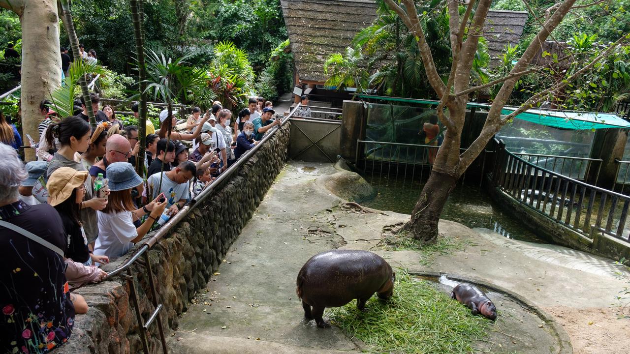 Moo Deng has turned into a major celebrity. Picture: Thomas De Cian/NurPhoto via Getty Images.