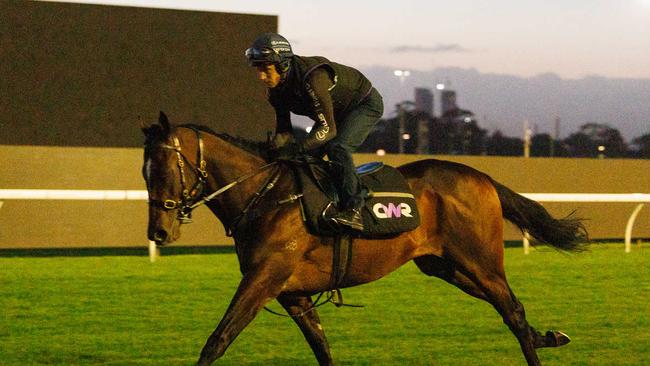 Golden Slipper fancy Switzerland goes through his paces at Rosehill on Thursday morning. Picture: David Swift