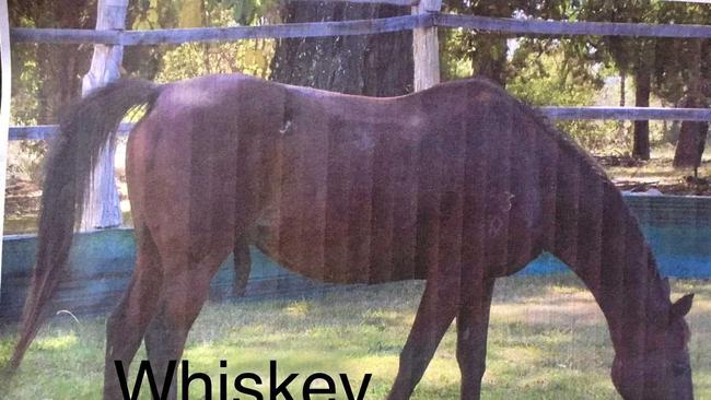 Owen how he looked in 2007 when he was known as Whiskey. Supplied by a previous owner who had sold him on years ago. Picture: Contributed